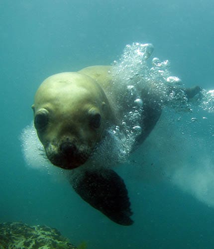 Lobo marino de un pelo