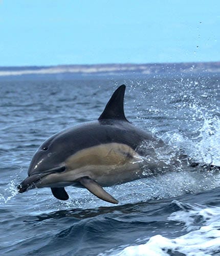 Delfin Oscuro