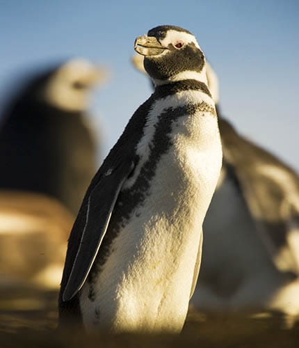 Pingüino de Magallanes