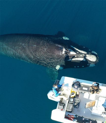 Ballena franca austral