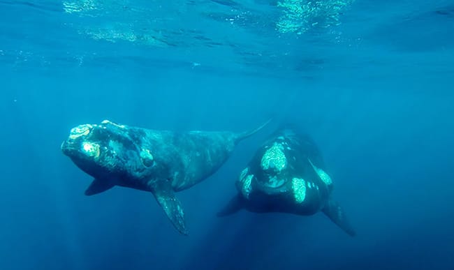 Se realizará el Primer Encuentro Regional de gestores de sitios Patrimonio Mundial Marino de América Latina y el Caribe