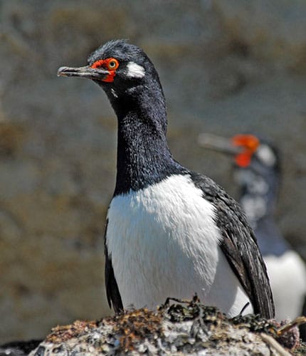 Cormorán cuello negro
