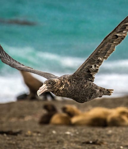 Petrel Gigante del Sur