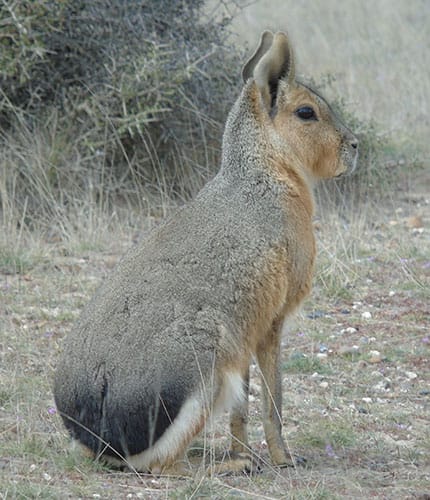 Mara