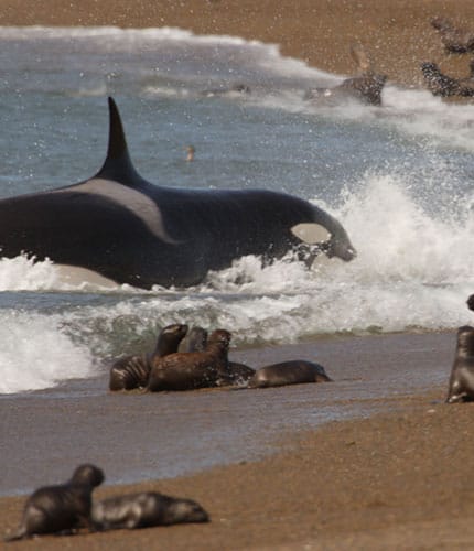 Orcas