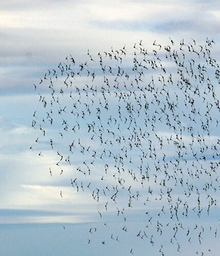 Aves Playeras Migratorias