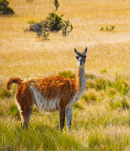 Guanaco