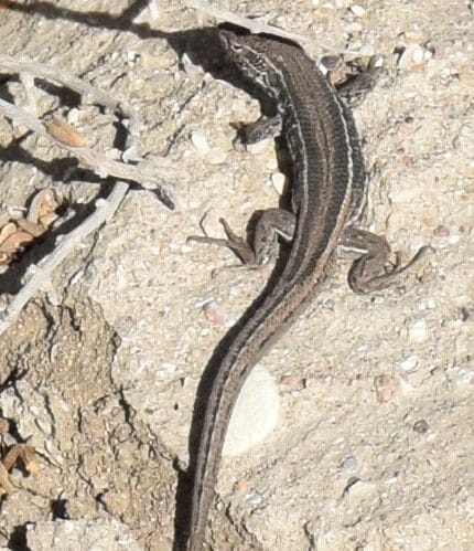 Reptiles